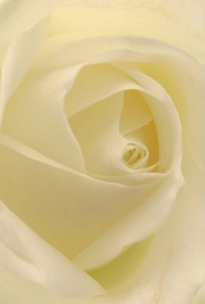 From a close perspective, this classic rose is a vision of sophistication, lovingly crafted by an experienced Watford florist whose artistry is shaped by the thoughtful rhythms of the local community. Smooth layers of white and cream gently interlace, each petal illuminated by diffuse natural light, as if the flower itself glows from within-much like the welcoming spirit found near The Grove Country Club or along the Grand Union Canal. The spiraling heart of the bloom promises purity, quiet resilience, and enduring beauty, its carefully shaped petals standing as a testament to nature's perfection and the keen eye of a caring florist. Soft shadows outline the petals' subtle folds, enhancing each curve and bringing tender drama to the composition. The atmosphere feels tranquil and hopeful-ideal for landmark moments such as weddings at a local chapel, romantic apologies, or dignified farewells. With a scent that is both clean and gentle, weaving through the air like a whispered memory, the bouquet offers understated elegance and emotion. Every arrangement from Flower Delivery Watford is imbued with this level of quality and sensitivity, perfect for any occasion when words are secondary to the poetic language of flowers.